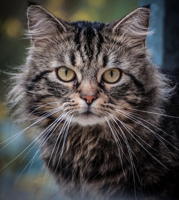cat-portrait-eyes-animal-162216.jpeg?w=940&h=650&auto=compress&cs=tinysrgb