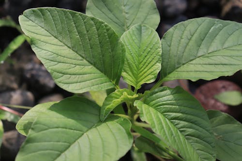 green leaves that can be used for leaves