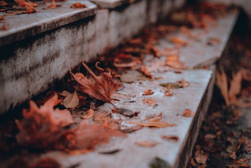 Fallen Dirty Leaves on Stairs