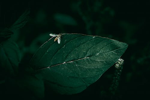 Immagine gratuita di avvicinamento, cimice, entomologia