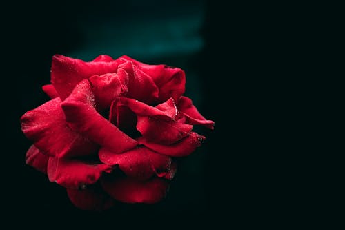 Darmowe zdjęcie z galerii z ciemny, czerwona róża, delikatny