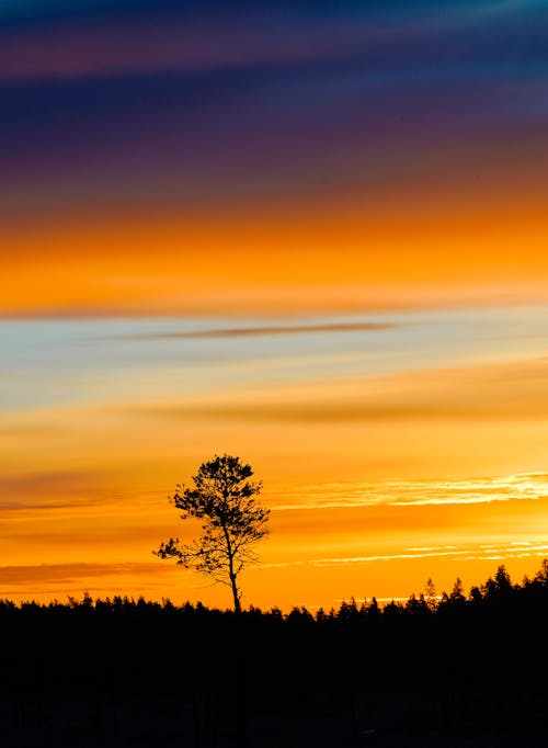 Photos gratuites de arbre, ciel jaune, coucher de soleil