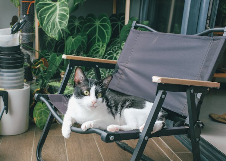 Cat Sitting In Chair On Terrace