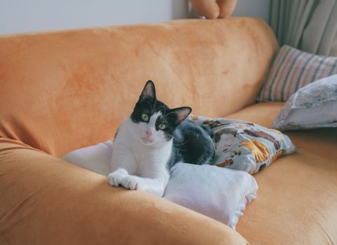 cat photo