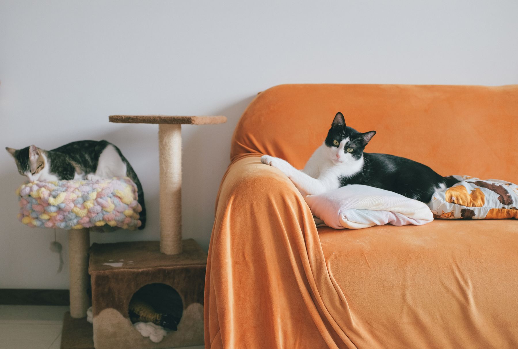 Two cats near a sofa and a scratching post