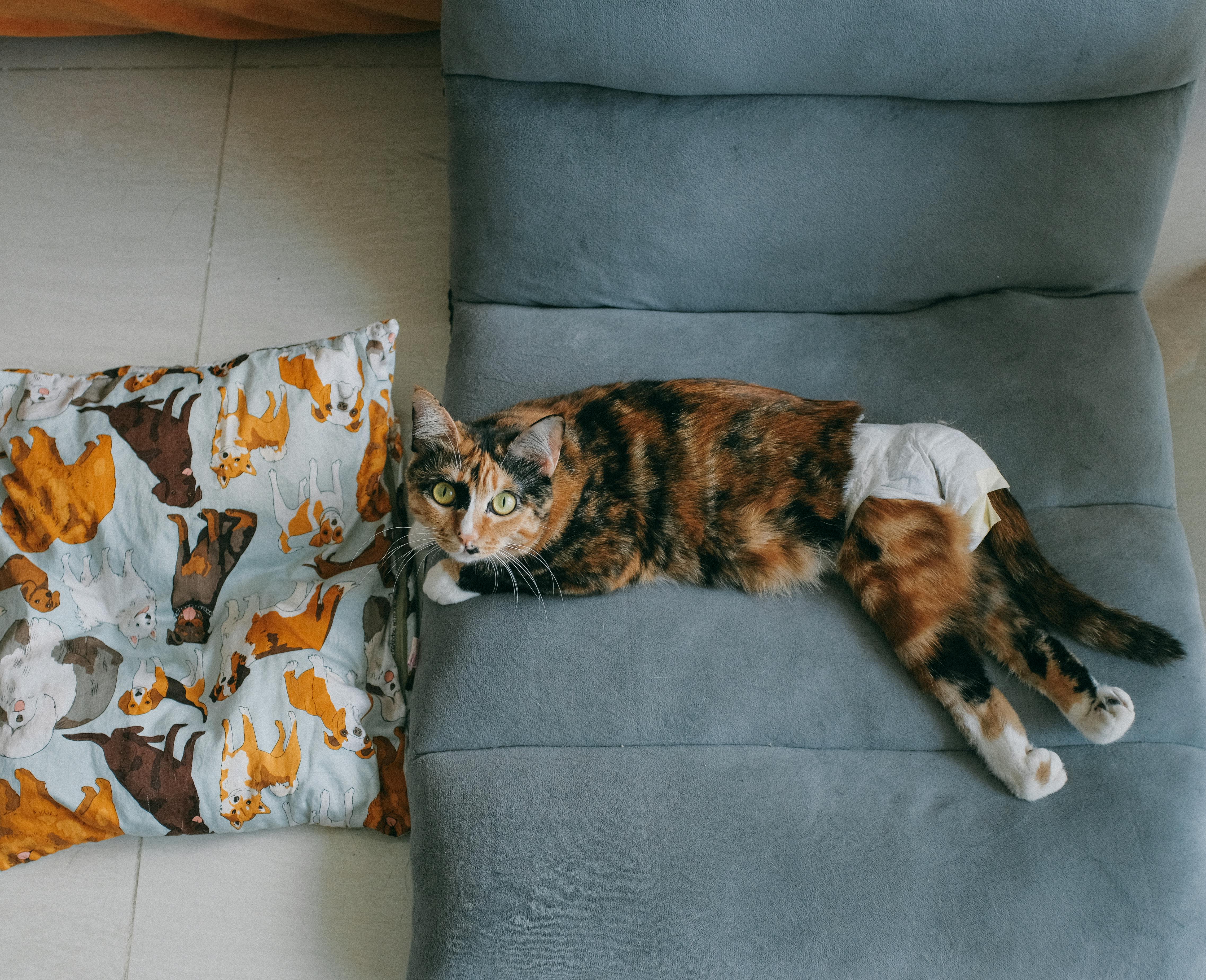 A calico cat lying on a grey sofa with a cat-themed cushion, looking up.