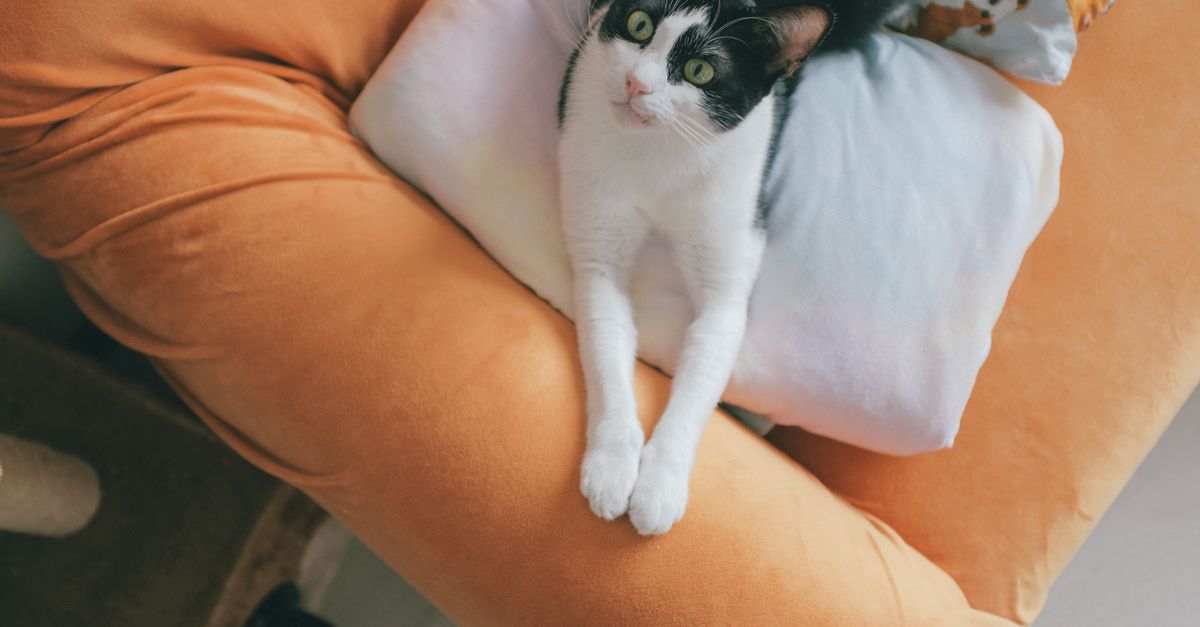 Top 10 Essential Tips for a Pet-Friendly Home