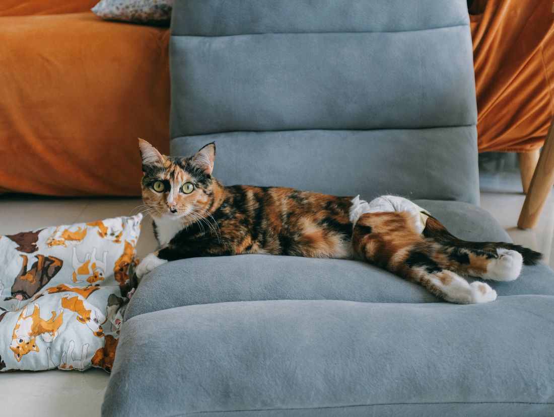Gata tricolor descansando en un sofá