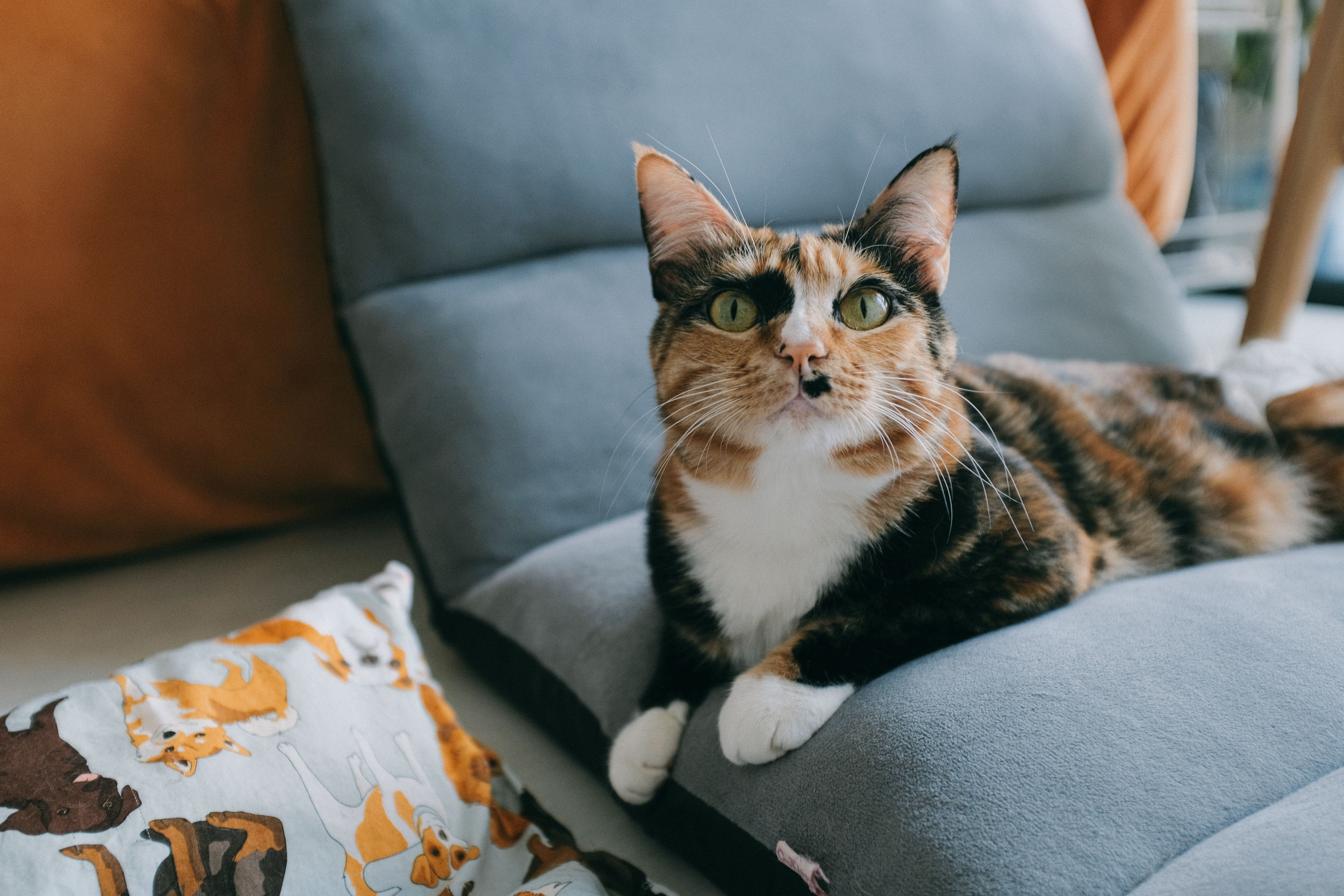 A calico cat lounging on a cushion in a cozy indoor setting.