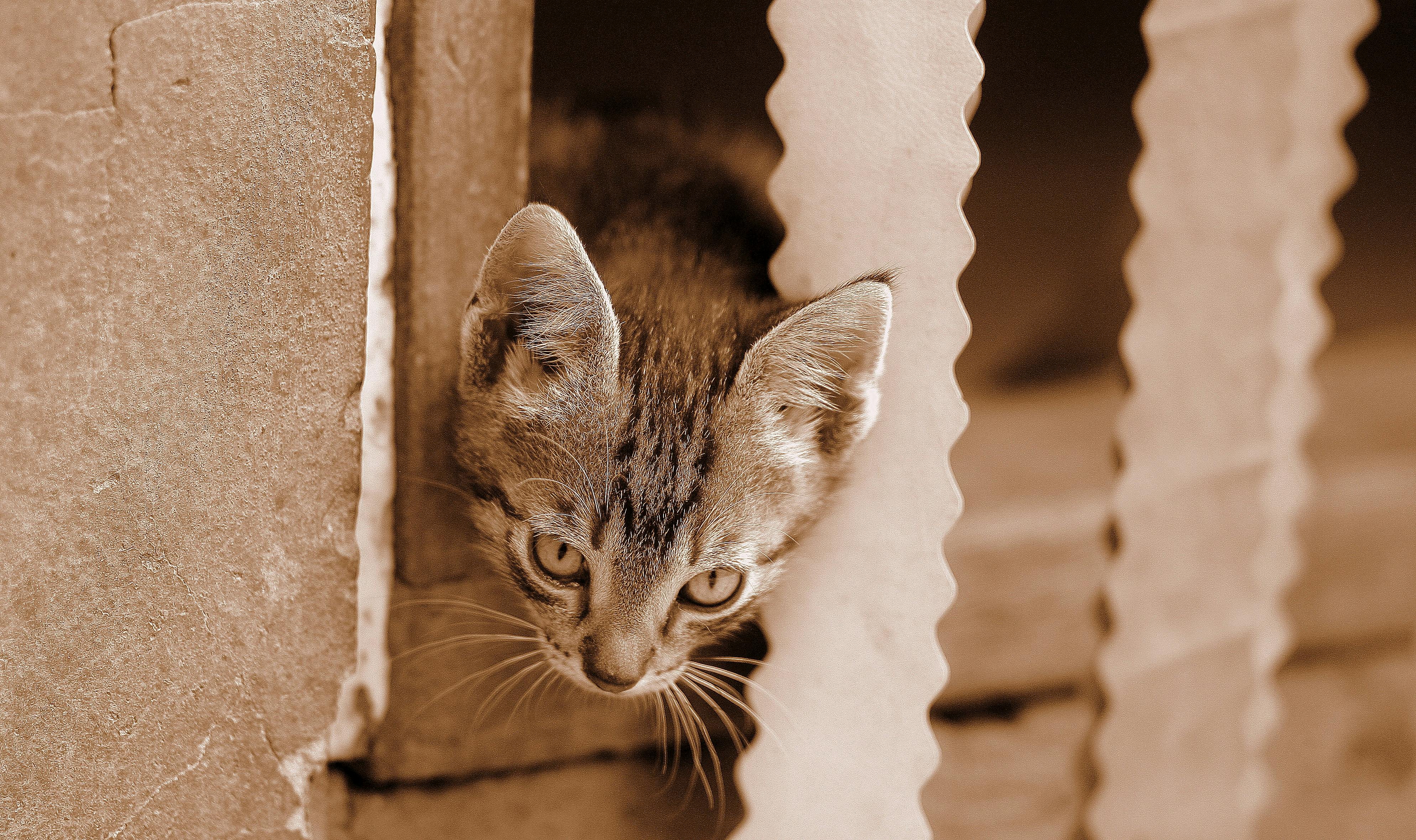 kostenloses-foto-zum-thema-haustier-katze-katzenartig