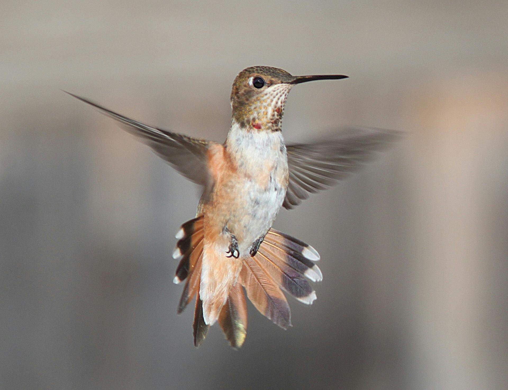 black and white photography hummingbird