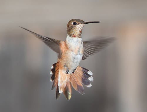 White Brown and Black Hummingbird