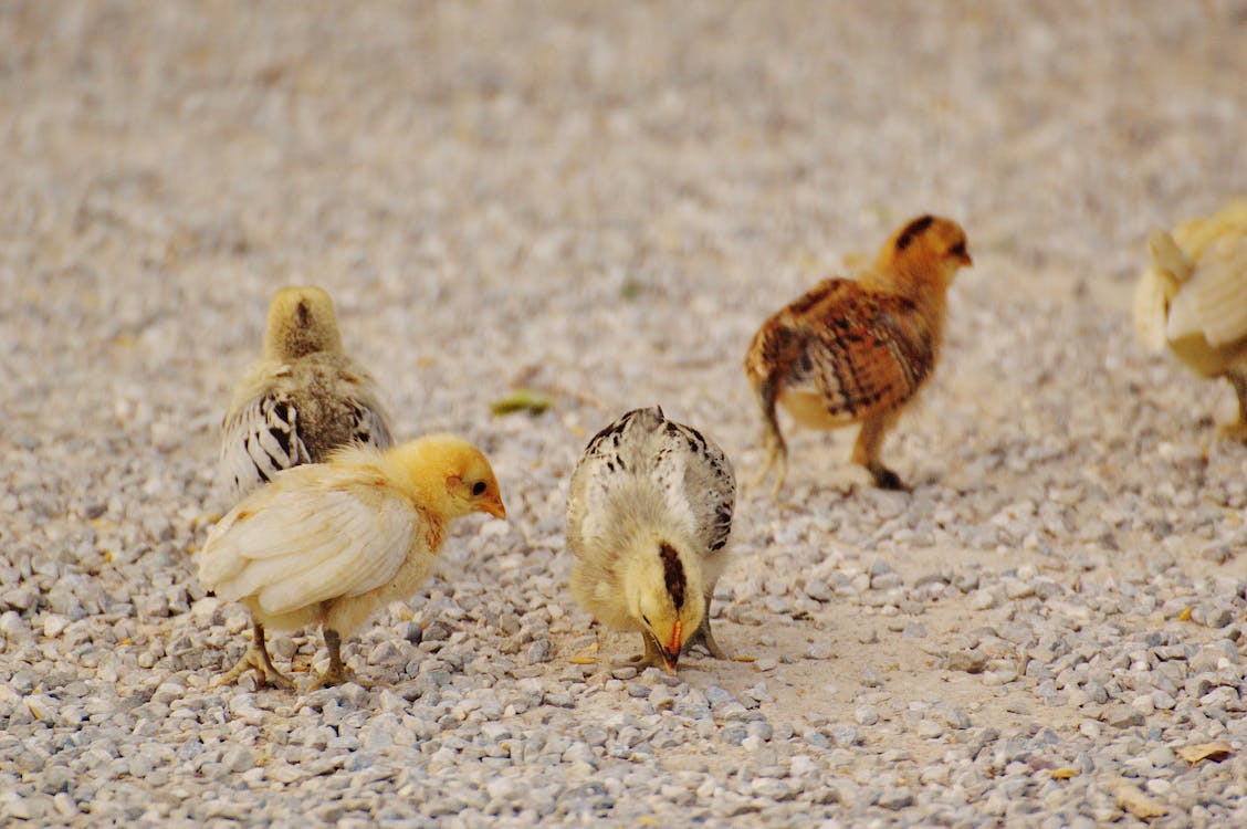 卵石覆蓋地面上的白色和黃色的小雞