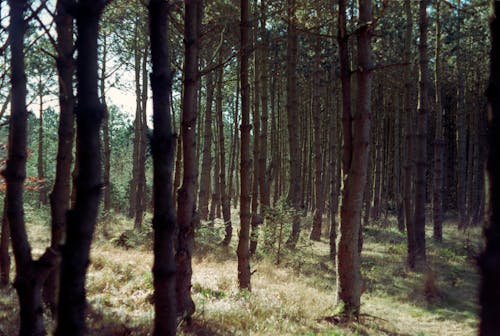 Free Trees Growing in the Forest Stock Photo