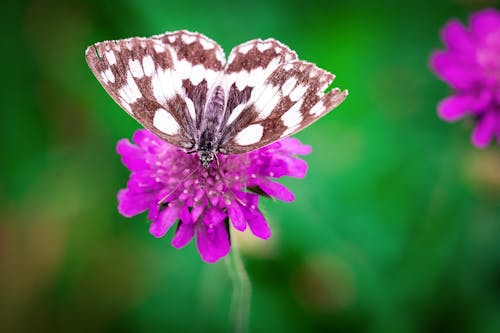 Biały Brązowy Motyl Siedzący Na Purpurowym Kwiecie