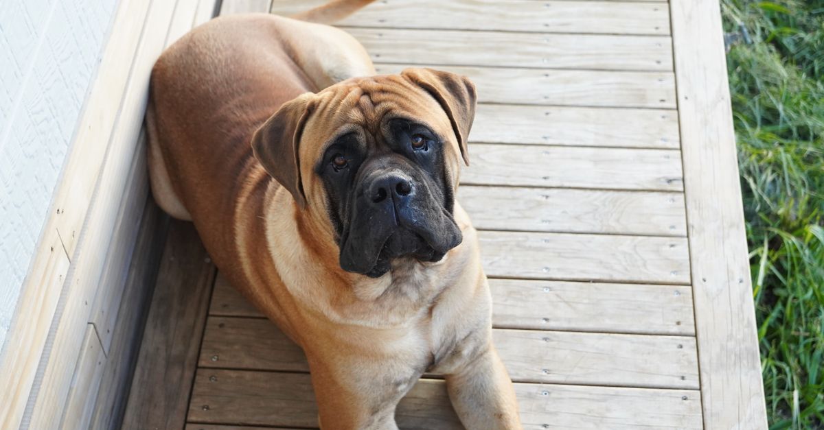 Dog Lying on the Porch Dog Lying on the Porch / Bullmastiff