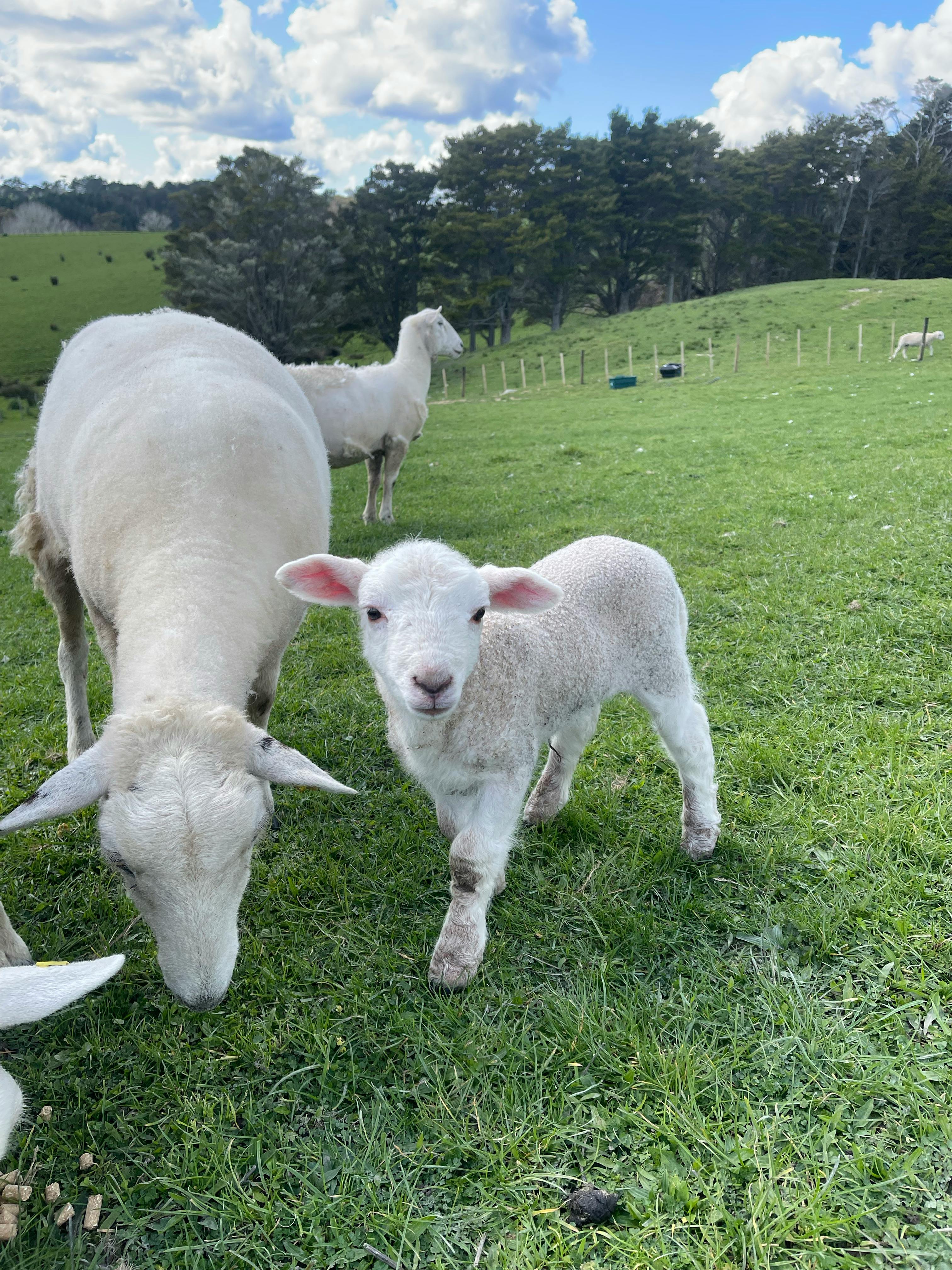 Greek Sheep Photos, Download The BEST Free Greek Sheep Stock Photos