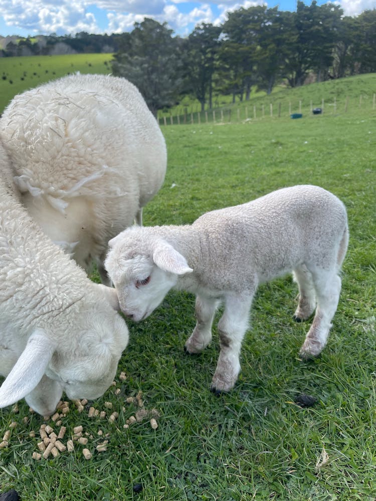 Sheep And Lamb Eating Pellet Feed In The Pasture