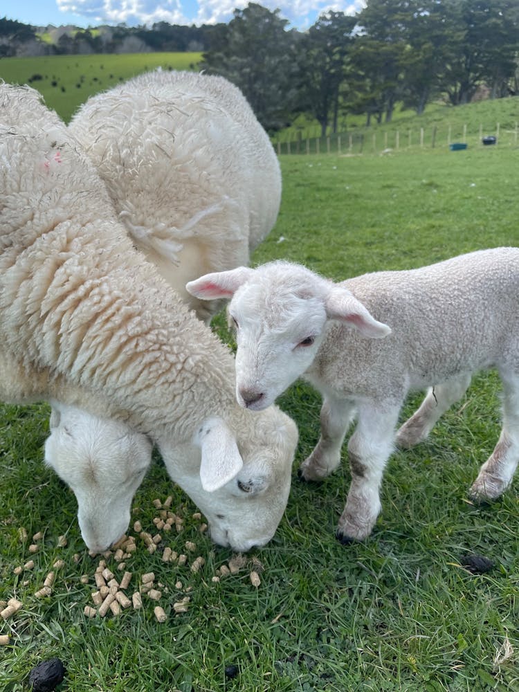 Sheep And Lamb Eating Pellet Feed