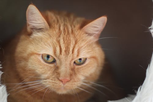 무료 주황색 줄무늬 고양이의 사진을 닫습니다 스톡 사진