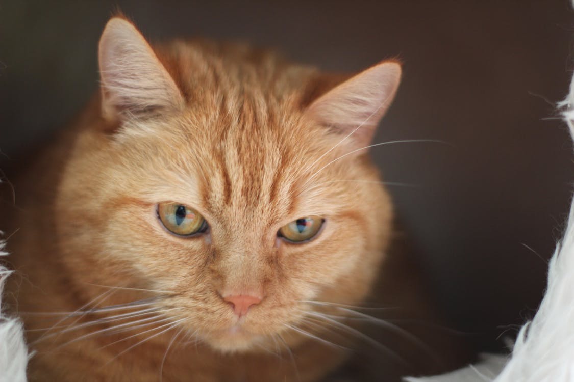 Free Close Up Photo of Orange Tabby Cat Stock Photo