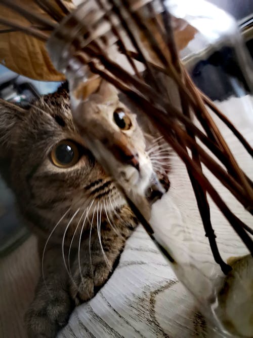 ev kedisi, Evcil Hayvan içeren Ücretsiz stok fotoğraf