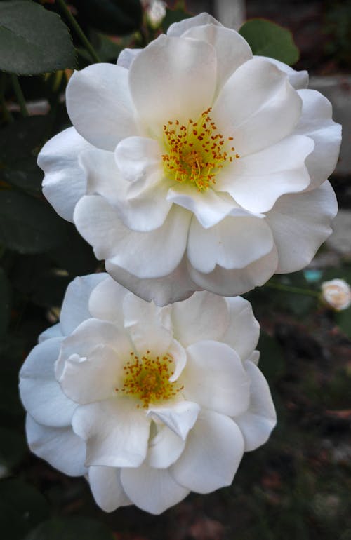 White Camelia Flowers