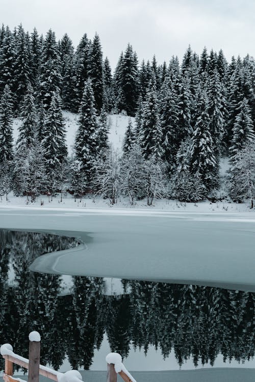 Fotobanka s bezplatnými fotkami na tému chladný, ihličnan, krajina