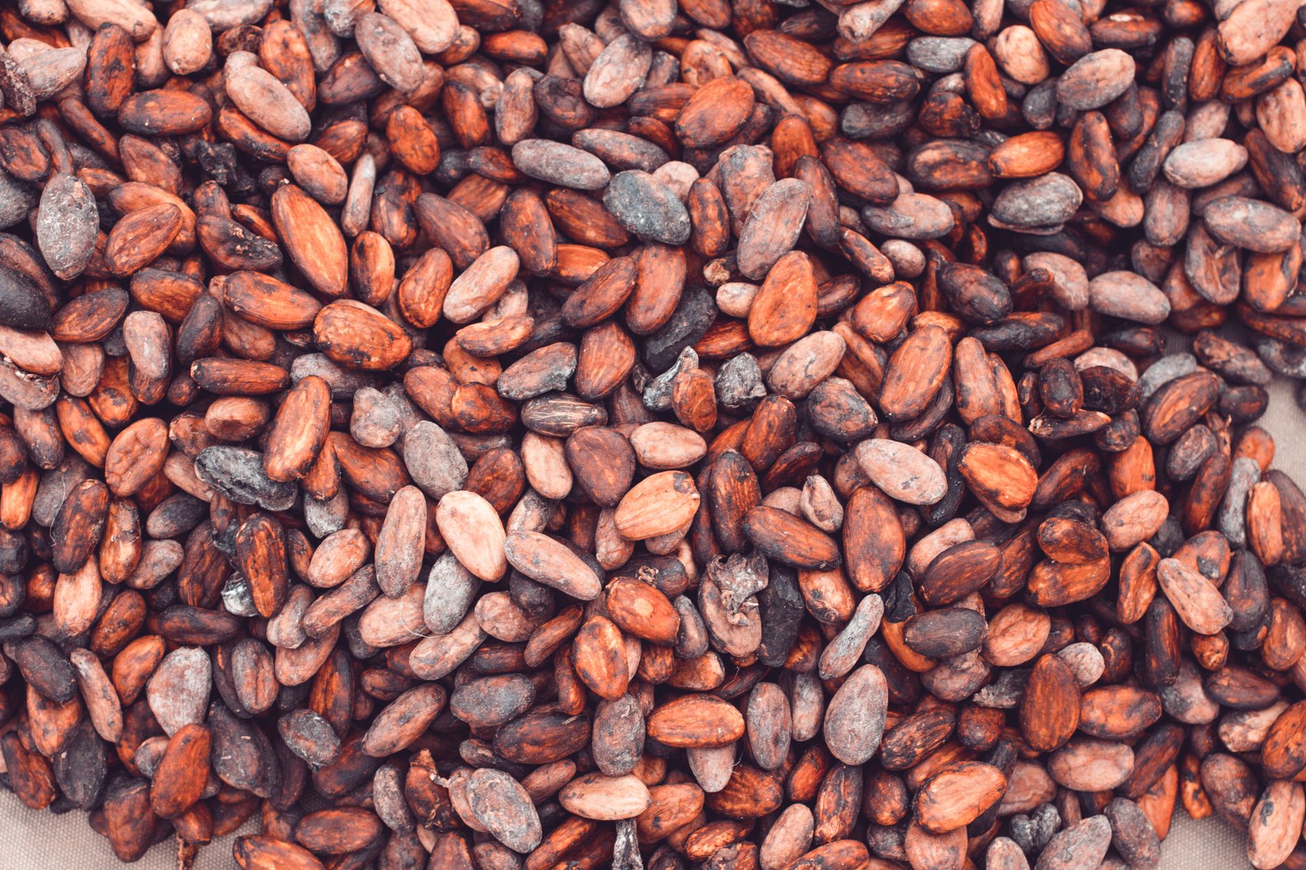 Close-up view of a large pile of fresh cocoa beans, ideal for chocolate production.