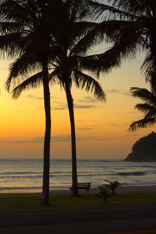 Palm Trees on Beach