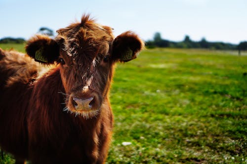 Free Brown Cattle on Green Lawn Grass during Daytime Stock Photo