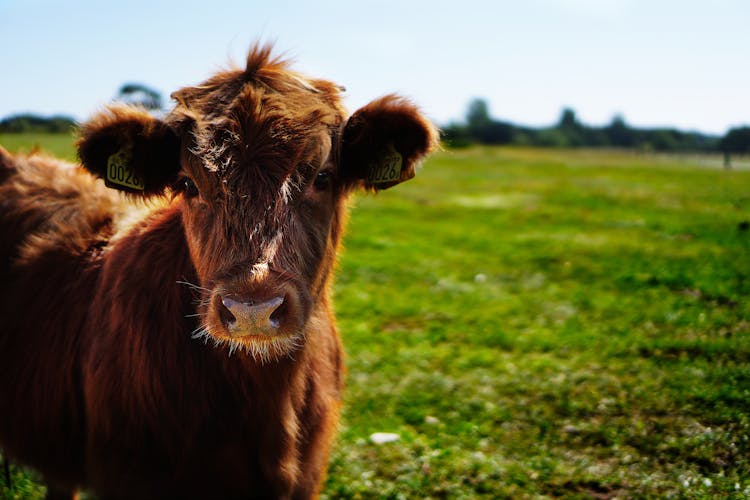 Brown Cattle On Green Lawn Grass During Daytime