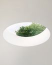 Green Plant
