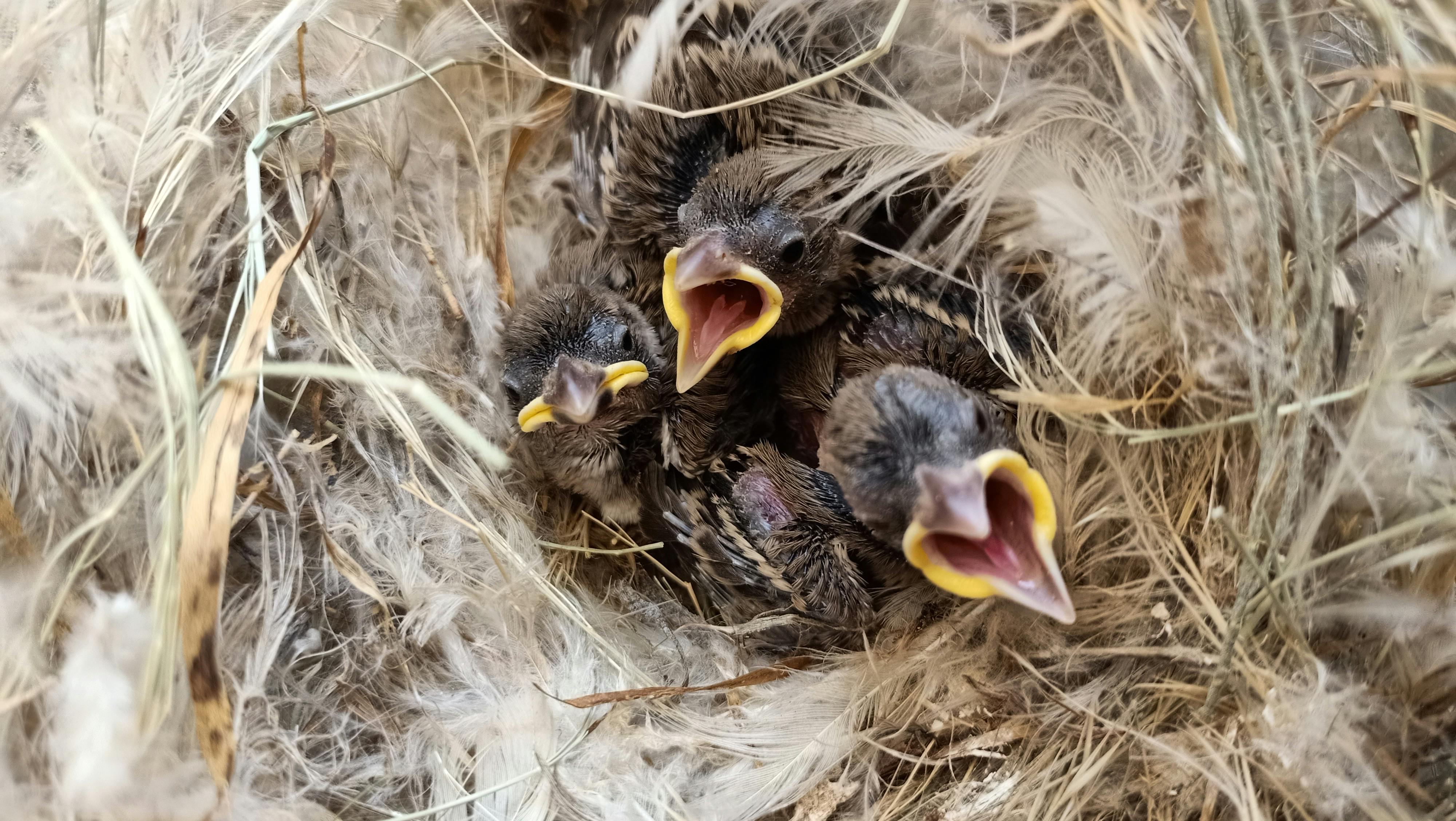 Nestlings