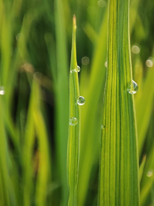 Drops of Water Flowing Down the Blades of Grass