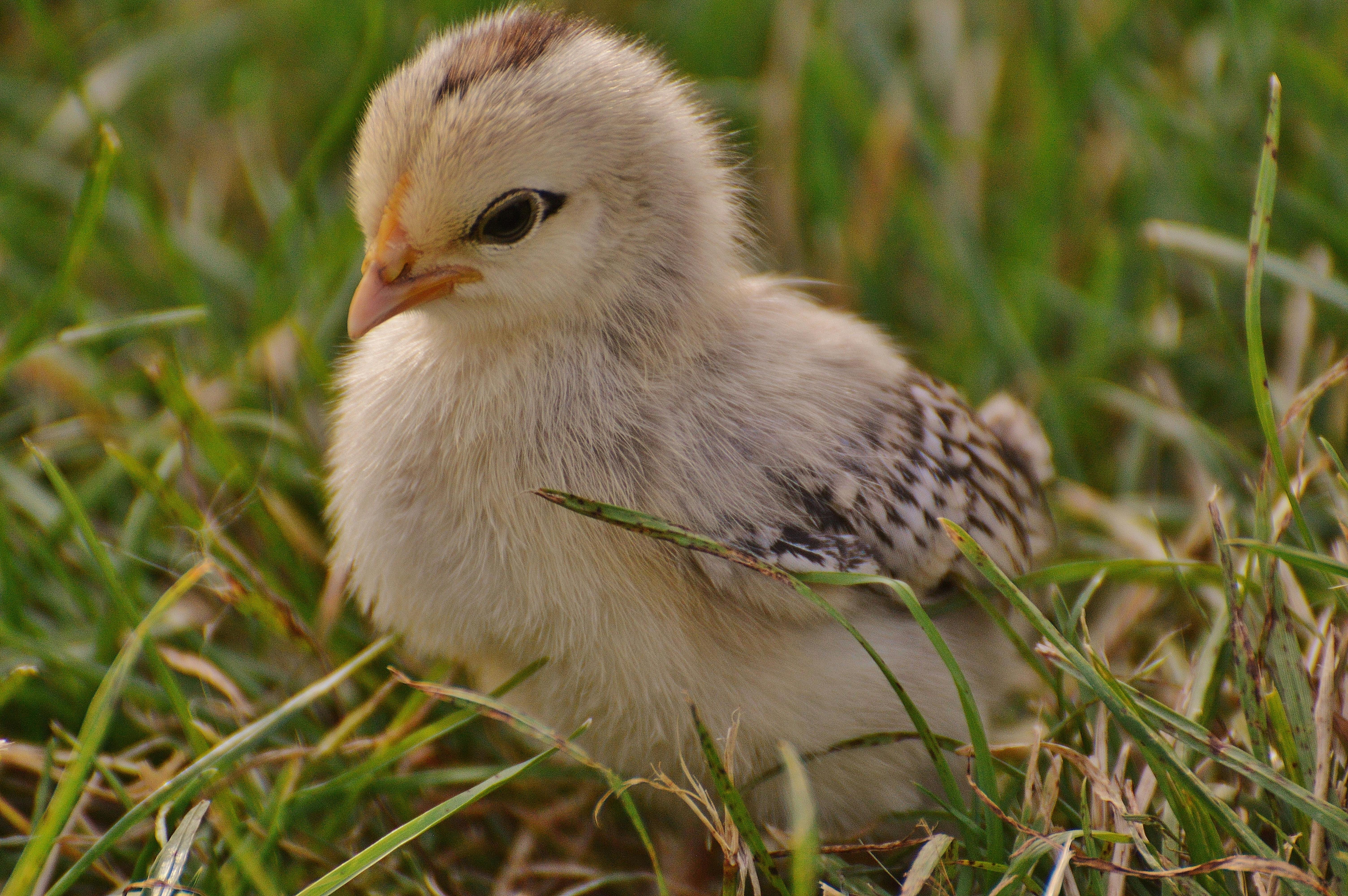 Foto Stok Gratis Tentang Anak Ayam Ayam Binatang