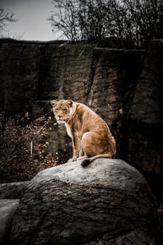 一头雄伟的母狮坐在自然栖息地的岩石上，尽显帝王气质