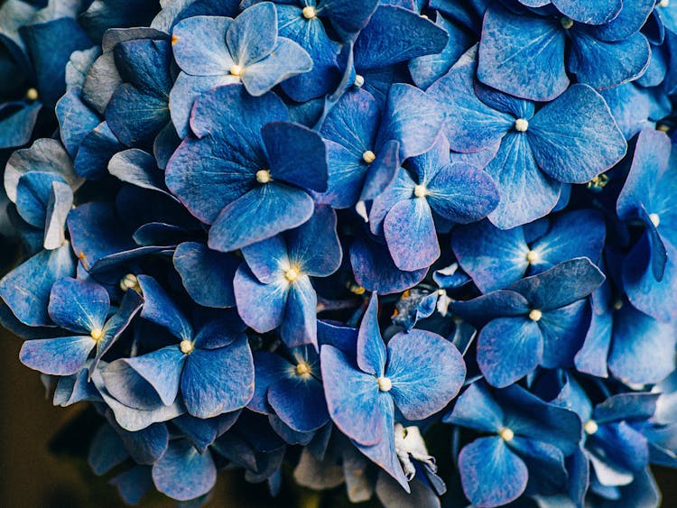 Close Up Of Blue Flowers