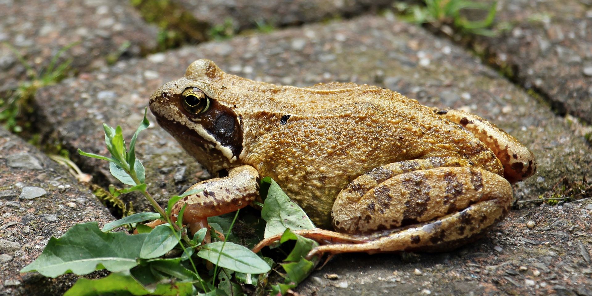 Detailed close-up of a common frog sitting on cobblestones with green leaves, showcasing its natural habitat.