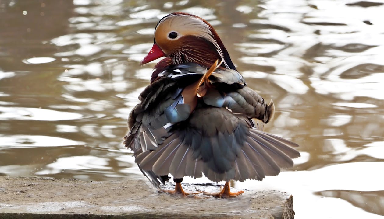 Brown Red and Black Duck on Grey Concrete Surface Near Body of Water