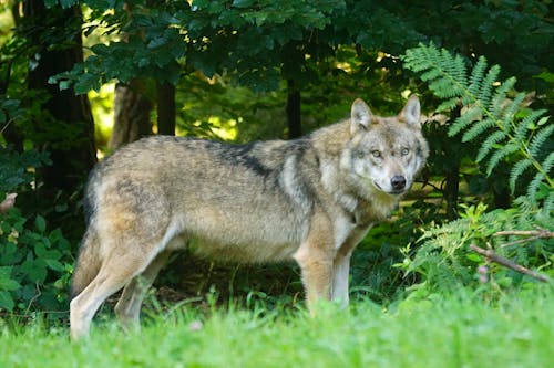 Коричневый волк стоит на зеленой траве