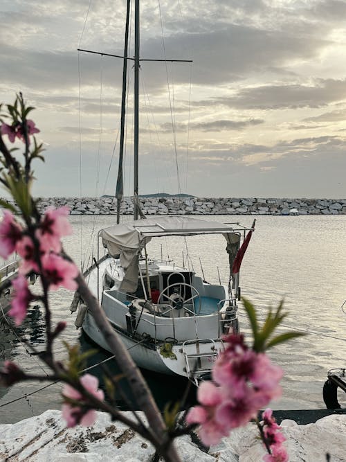 Yacht in a Port Among Pink Flowers on Shrub