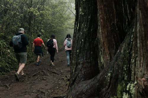 Foto stok gratis Daun-daun, grup, hutan