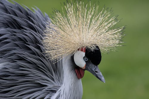 Close Up Foto Van Grijze En Zwarte Vogel