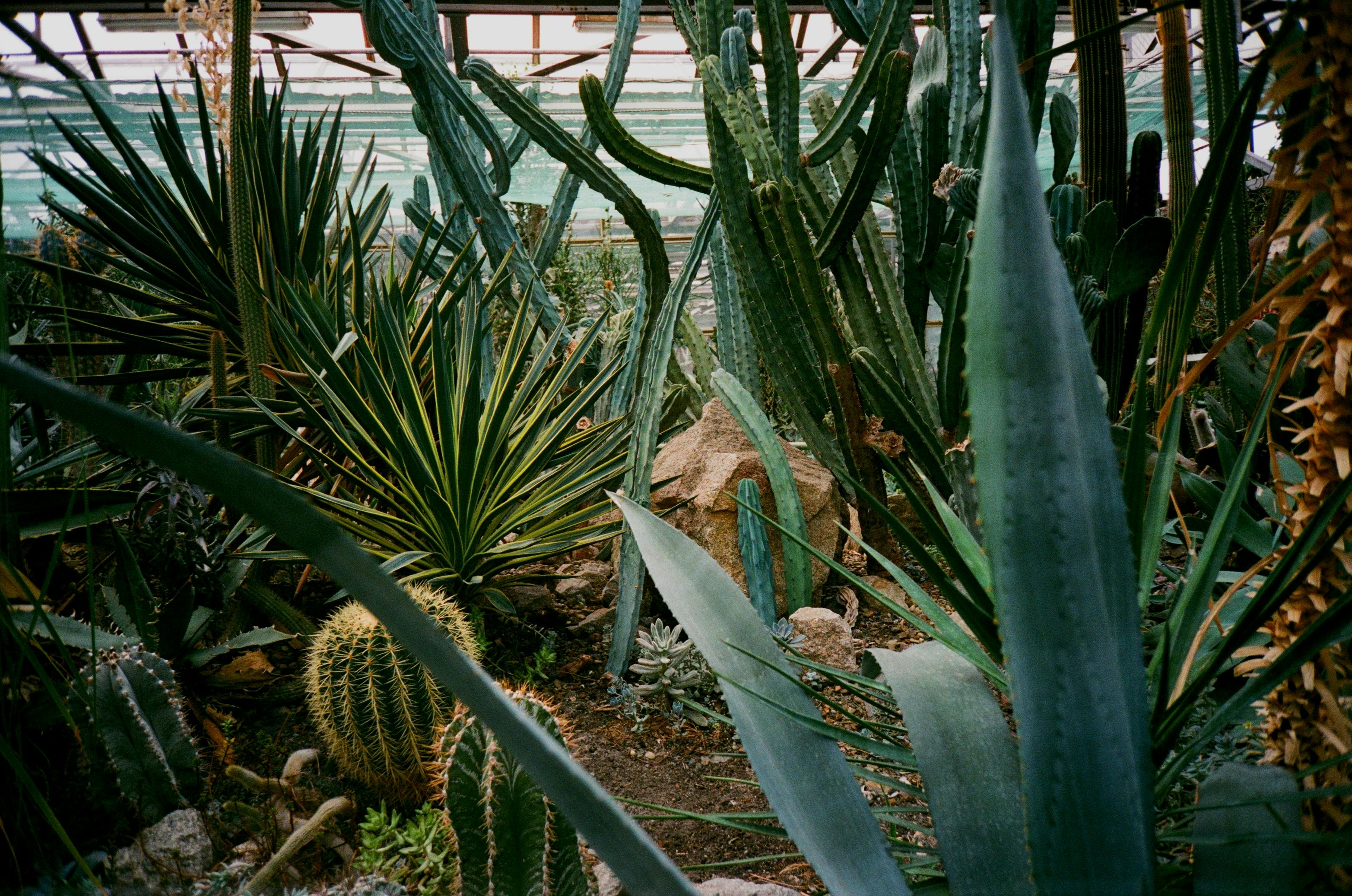 Explore a variety of cacti and succulents in a sunny greenhouse setting, showcasing exotic plant diversity.