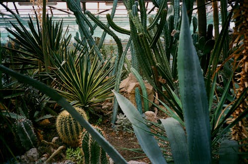 Tropical Plants in a Greenhouse 