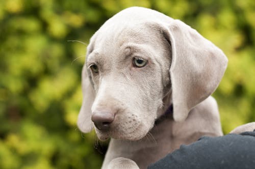 Tilt Shift Lens Photography of a Dog