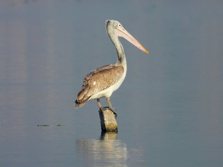 Pelican On Post On Water