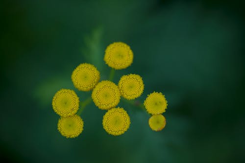 Ilmainen kuvapankkikuva tunnisteilla kasvit, keltainen, kukat