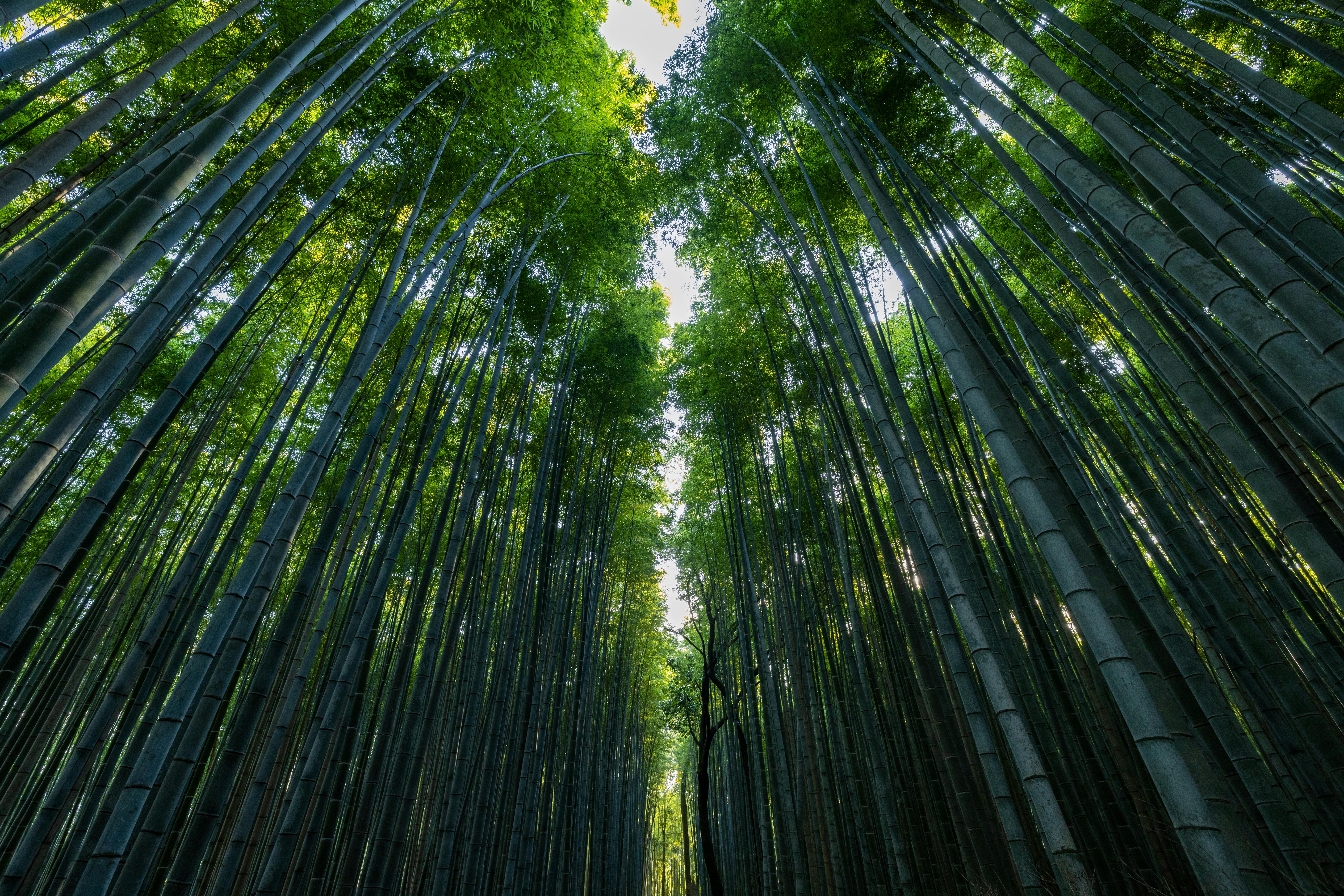 Science of Sustainability: How Tripura is Cultivating a Green Future with Bamboo Research